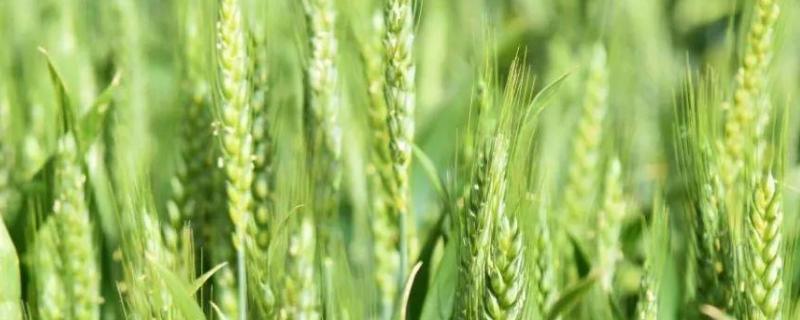 龙144861小麦品种的特性，强筋品种