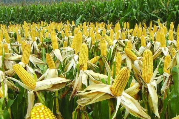 东农260玉米品种的特性，普通玉米品种