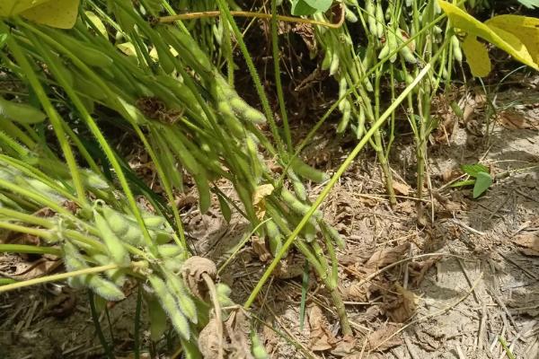 佳豆18大豆种简介，适当增加种植密度