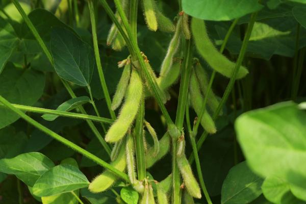 农庆豆28大豆种子介绍，在适应区5月中旬播种