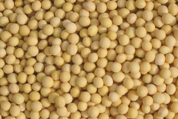 农庆豆28大豆种子介绍，在适应区5月中旬播种