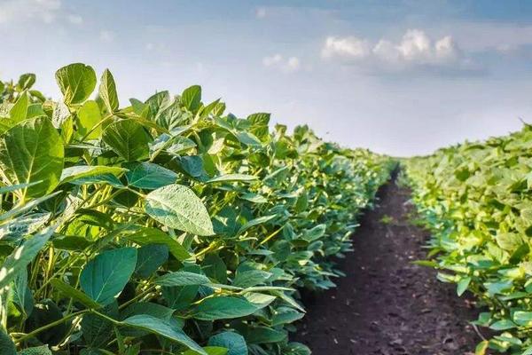 中龙豆106大豆种子特征特性，该品种亚有限结荚习性