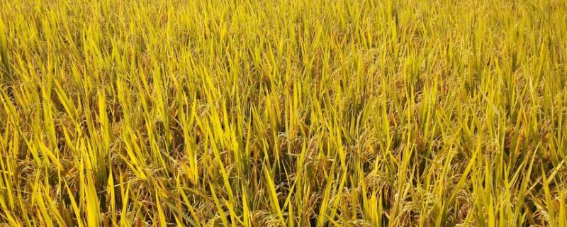 龙粳1665水稻种子介绍，该品种主茎10片叶