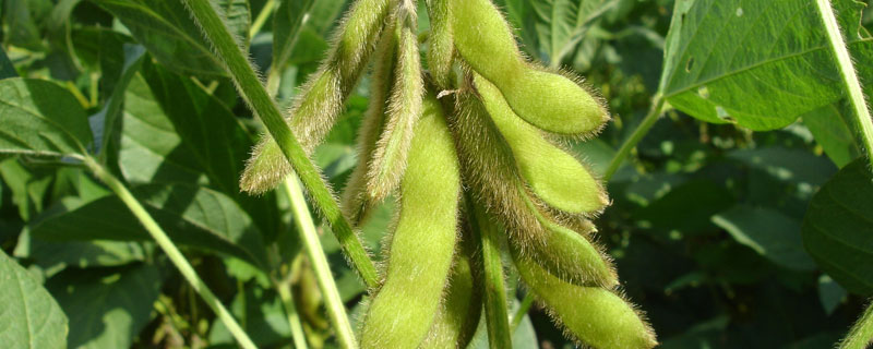 红研15号大豆种子简介，选择中等以上肥力地块种植