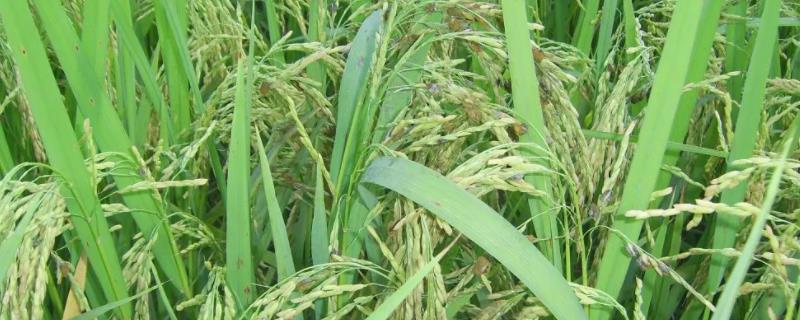 富稻6水稻种子简介，该品种主茎12片叶