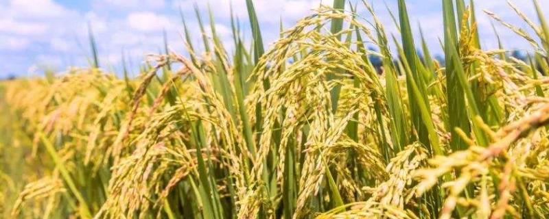寒稻79水稻品种的特性，该品种主茎11片叶