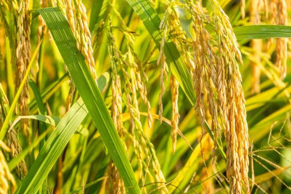 唯农103水稻种子特征特性