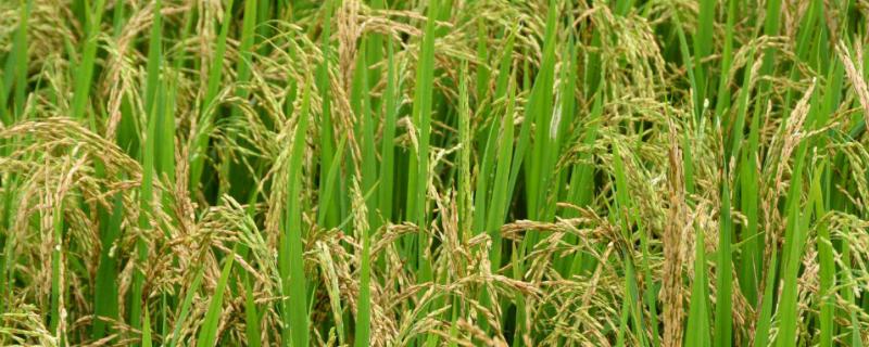 松粘5148水稻种子特点，糯稻品种
