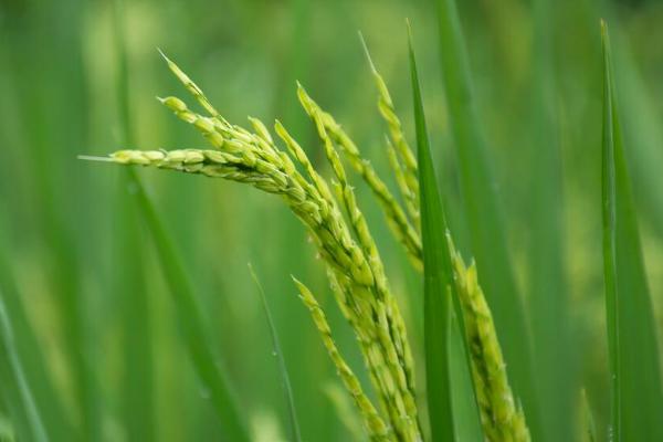 龙庆稻25号水稻种子简介，该品种主茎12片叶