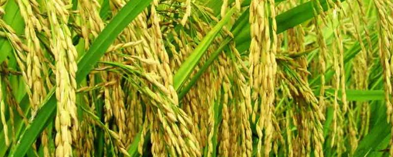 松粳201水稻品种的特性，该品种主茎13片叶