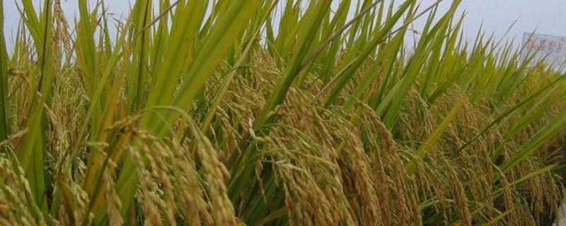 牡育稻49水稻品种的特性，该品种主茎12片叶