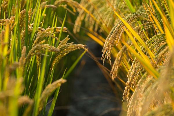 唯农103水稻种子特征特性