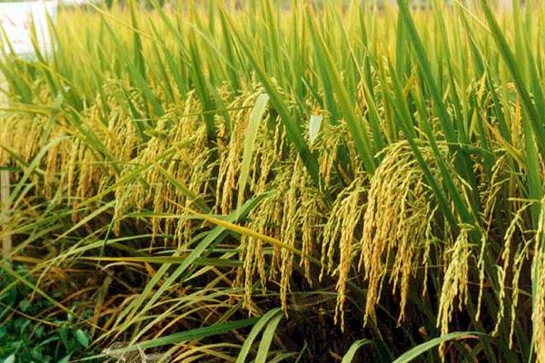 绥稻8号水稻种子介绍，该品种主茎12片叶