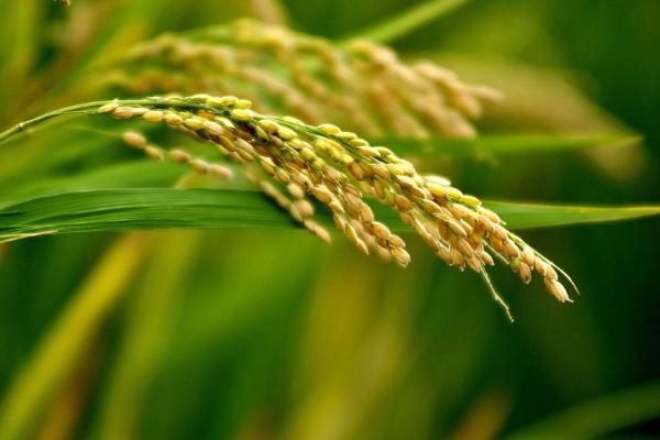 东富109水稻种子特点，该品种主茎14片叶