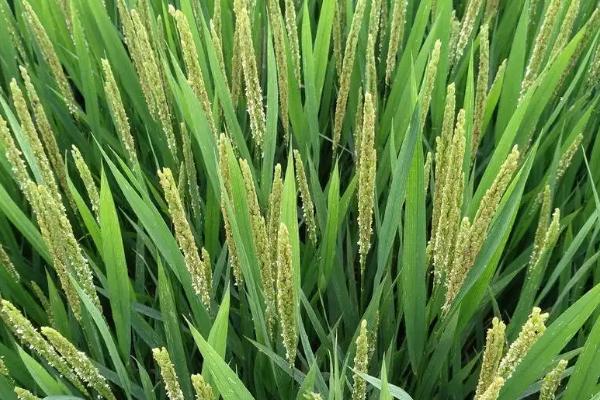 鸿源20水稻种子简介，该品种主茎13片叶