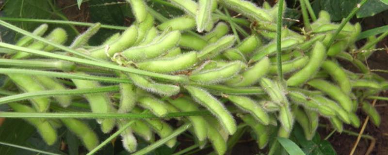 龙垦3401大豆种子简介，在适应区5月上旬播种