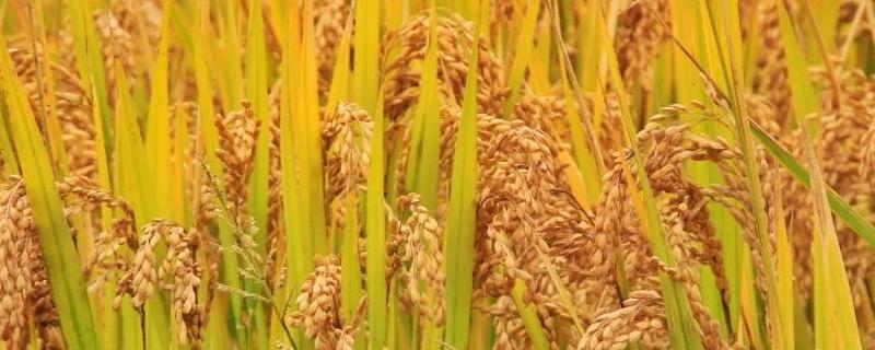 农丰1702水稻品种简介，该品种主茎12片叶