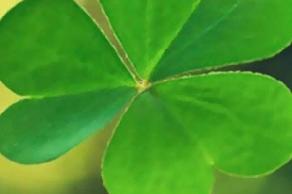 倒心形叶子植物有哪些，常见的有四叶草、心叶桉、心叶球兰等