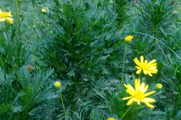 倒心形叶子植物有哪些，常见的有四叶草、心叶桉、心叶球兰等