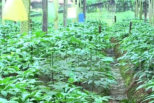 三七的种植条件，养护时需适当进行遮荫