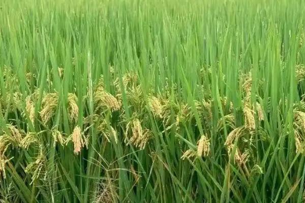 水稻和旱稻的区别，主要区别在于耐旱能力