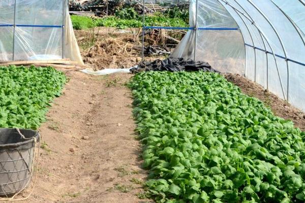盘菜冬天可以种植吗，可以种但需要保证温度