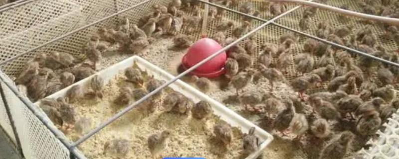 养殖鹌鹑为什么会赔钱，其死亡率高且竞争力大