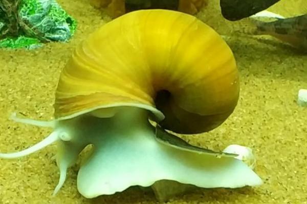 黄金螺吃鱼屎吗，黄金螺通常是不吃鱼屎的