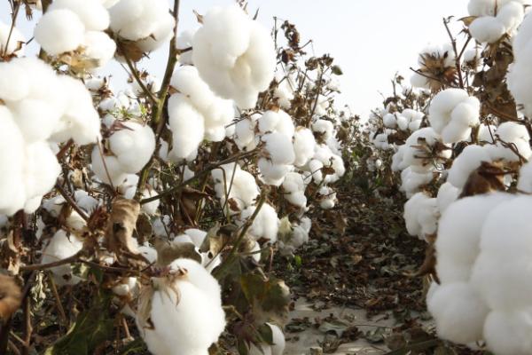 棉花抗逆高产的培育方法，首先要选好品种