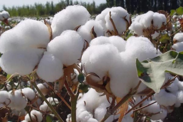 棉花抗逆高产的培育方法，首先要选好品种