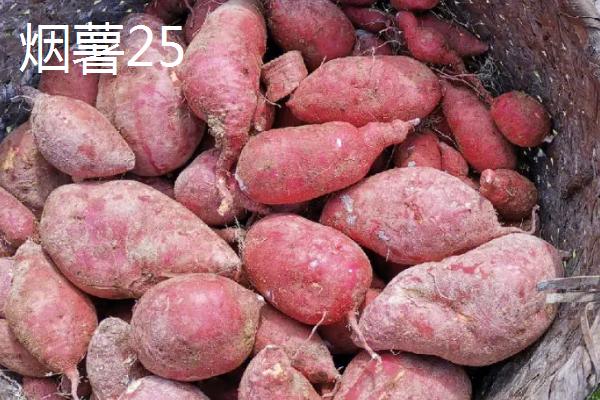 甜度高的红薯品种，推荐以下5种