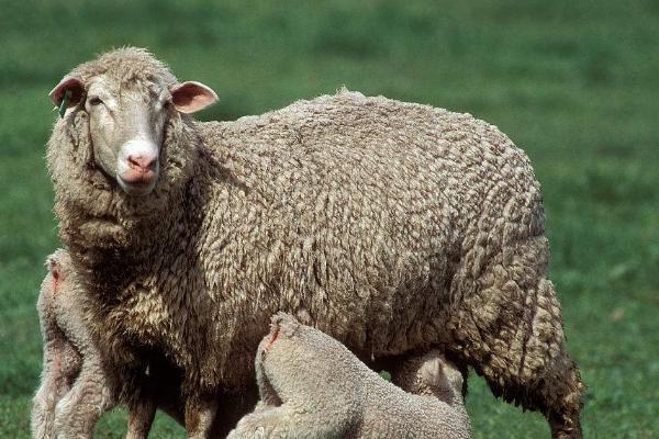 怎样解决母羊总下单羔的问题，应该给母羊多提供营养