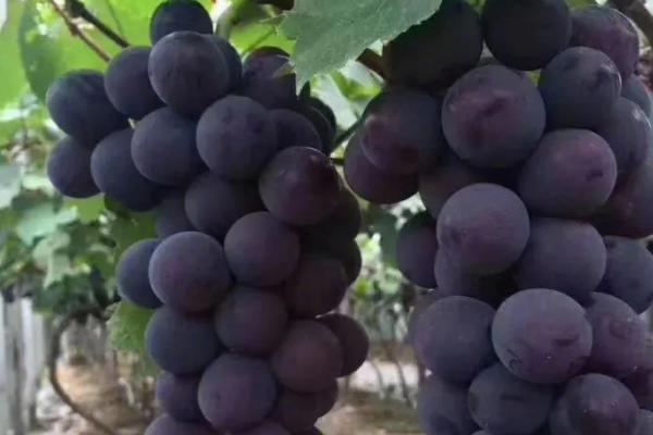 葡萄有哪些种类，常见的有巨峰葡萄、红提、黑提、金手指葡萄等
