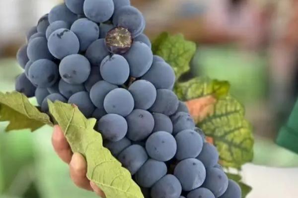 葡萄有哪些种类，常见的有巨峰葡萄、红提、黑提、金手指葡萄等