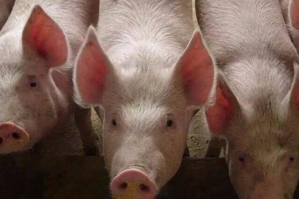 猪流感不吃食如何解决，可注射药剂或改善饲料等