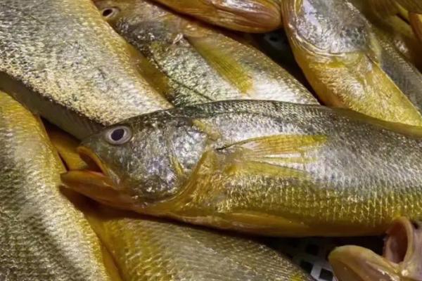 黄花鱼有淡水养殖的吗，2019年开始能在淡水中养殖