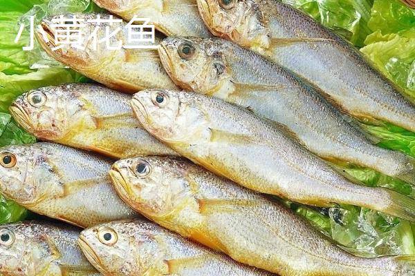 黄花鱼有淡水养殖的吗，2019年开始能在淡水中养殖