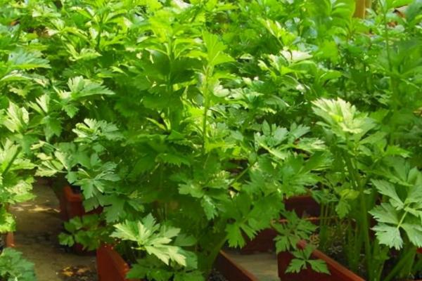 香菜重茬死苗怎么办，需及时防治重茬病害