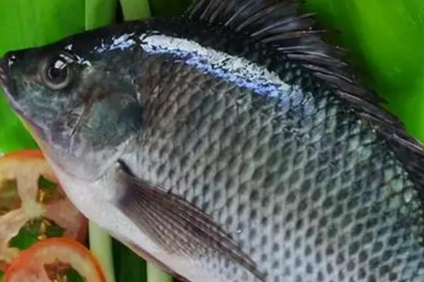 罗非鱼以什么为食，主要吃浮游动物和植物饲料
