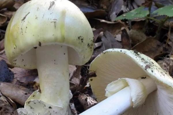 毒蘑菇的种类，常见的有死亡帽、死亡天使、天蓝蘑菇等