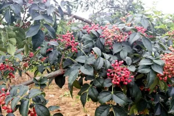 花椒夏季种植管理技术，夏季修剪通常全年进行2-3次