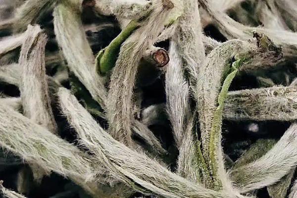 白茶的产地，不同品种的产地不一