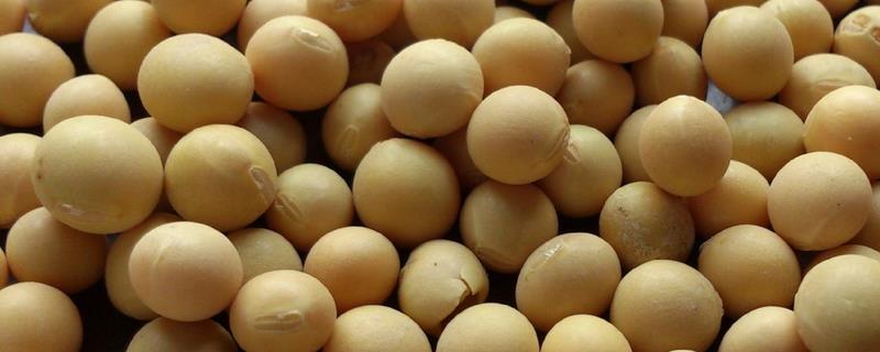 有机大豆的生育期，根据复种需要来决定