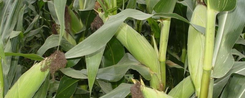 龙牧7号玉米种子介绍，在适应区4月30日左右播种