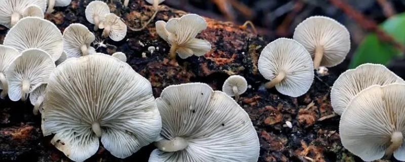 蘑菇土法施肥方法，以下9种可以尝试