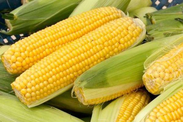先玉1853玉米种子特征特性，种植密度每亩5500株左右