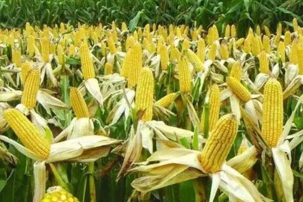 航天558玉米种子介绍，种植密度每亩4500株
