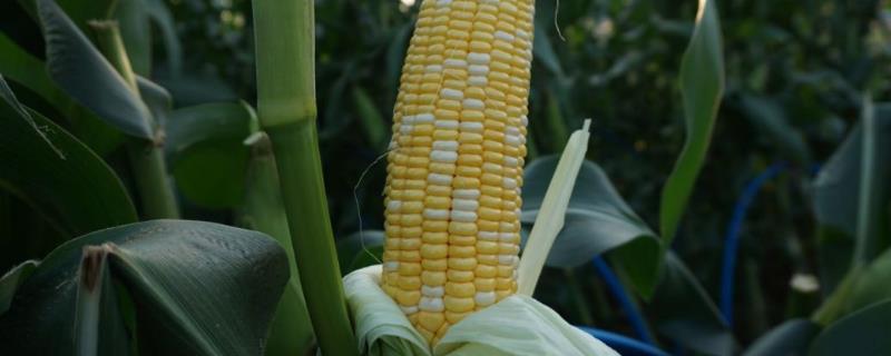 BF2508玉米种简介，4月中旬左右播种