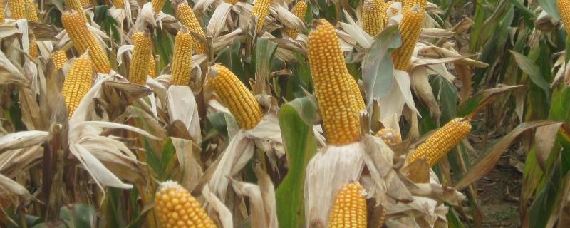 BF2503玉米种子介绍，基肥应每亩施家肥1500千克