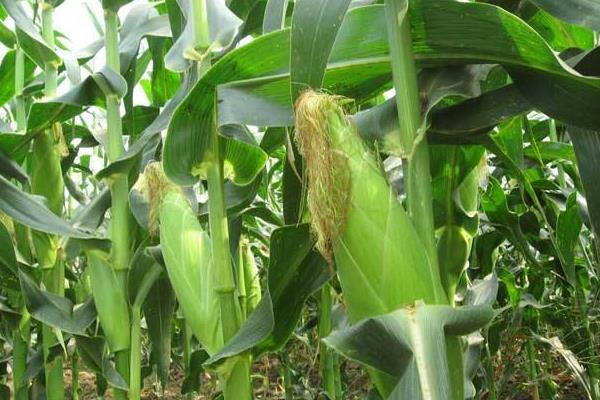 龙源9号玉米种子简介，基肥应每亩施35千克